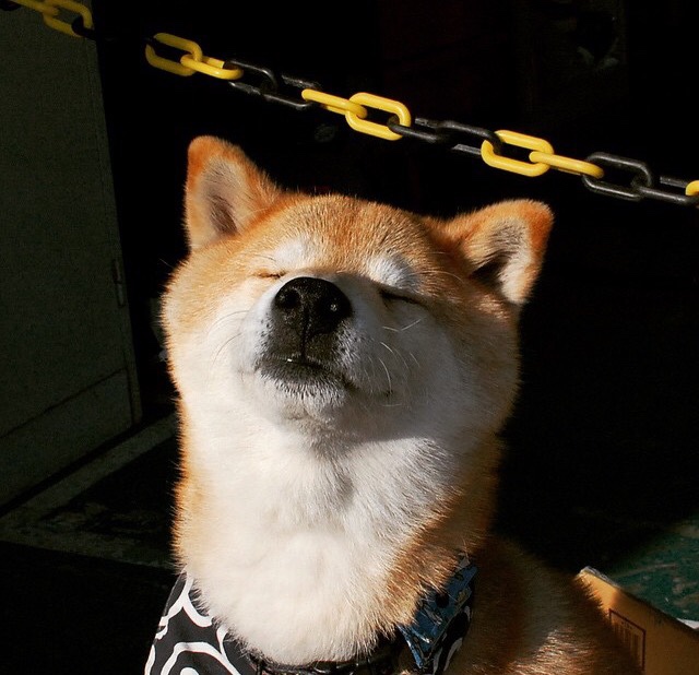 精英主义的黄昏,当戴维斯杯横扫法网,蒂姆在维也纳上演国家荣耀