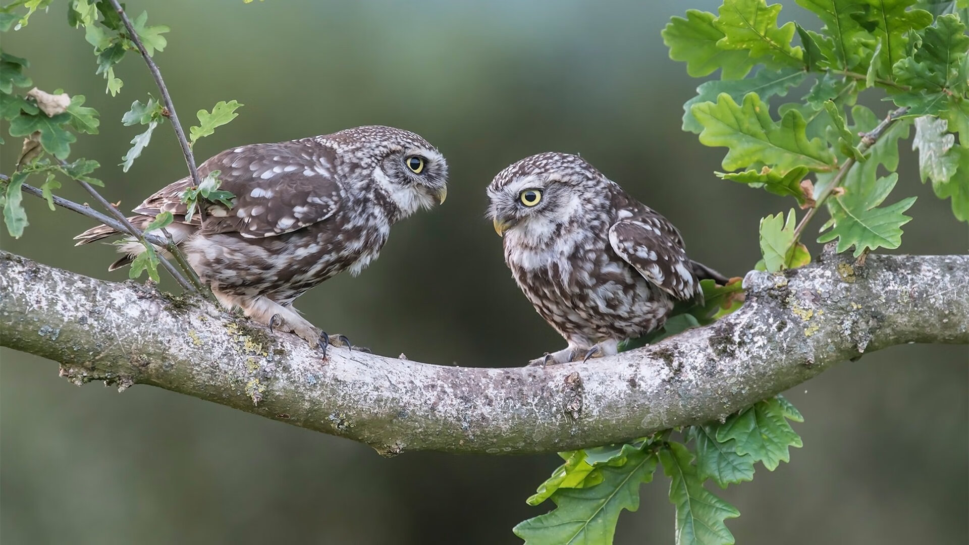 王牌基因，德约科维奇的逆转密码—澳网与美网高光解码