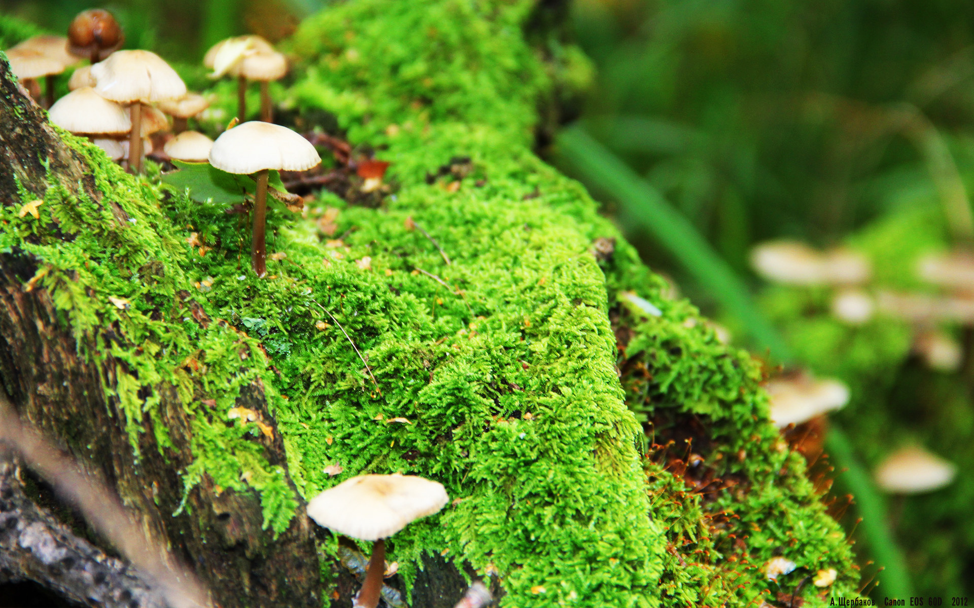 血色抢七夜，当拉梅洛的数字在尖叫中断裂