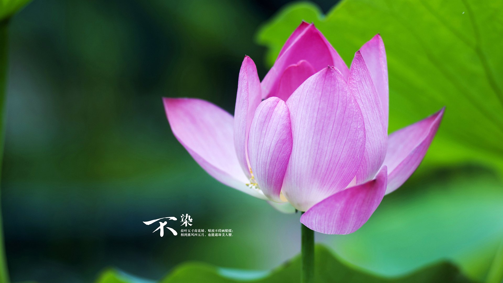 雄鹿冲垮火箭，恩比德东决关键战接管比赛，暴力美学与巨星统治的交响