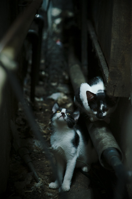 骑士孤胆破局,克莱冷箭定江山,季后赛的冰火两重天