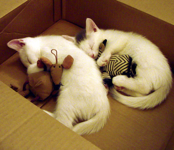 孤星破雾，当李刚仁的刀锋刺向阿森纳的叹息之墙