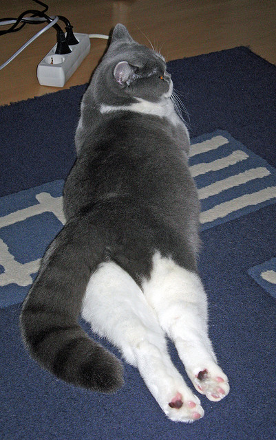 决胜时刻贝恩独挑大梁，猛龙连续得分潮击溃黄蜂