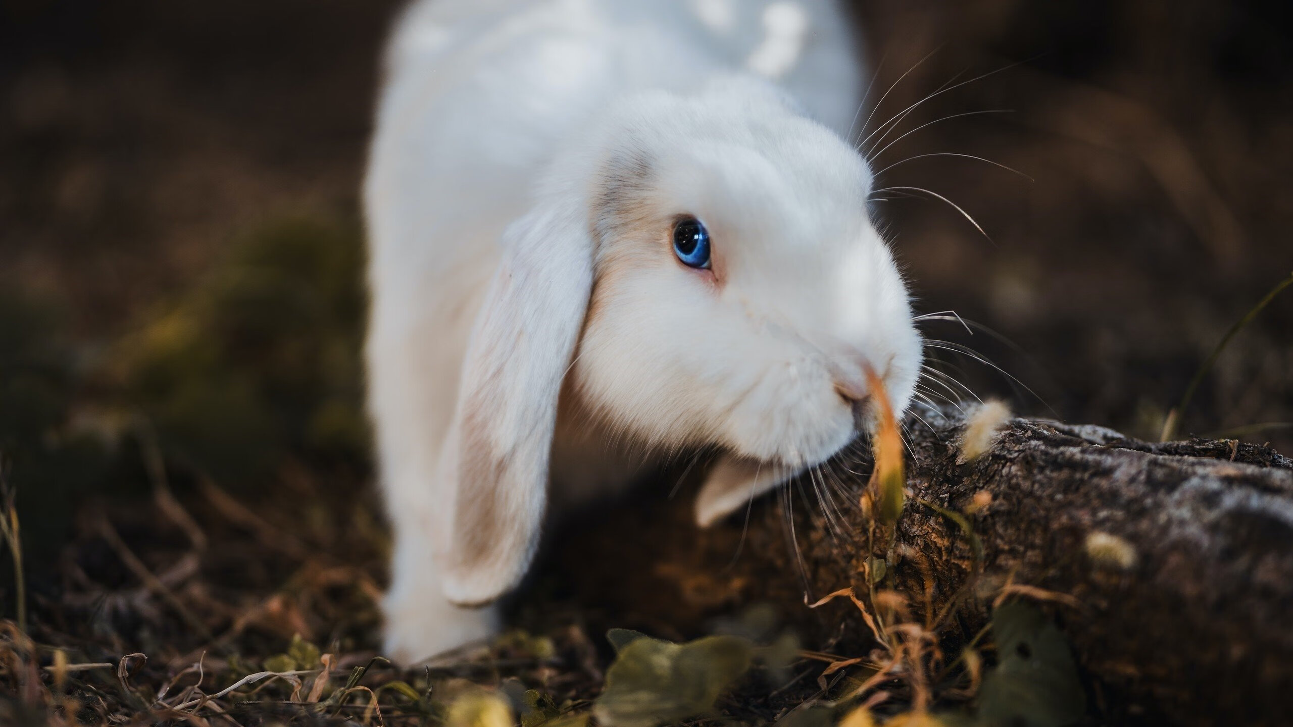 铁幕下的致命一击，皇家社会用韩国式纪律锁死韩国，罗德里戈在沉默中爆发