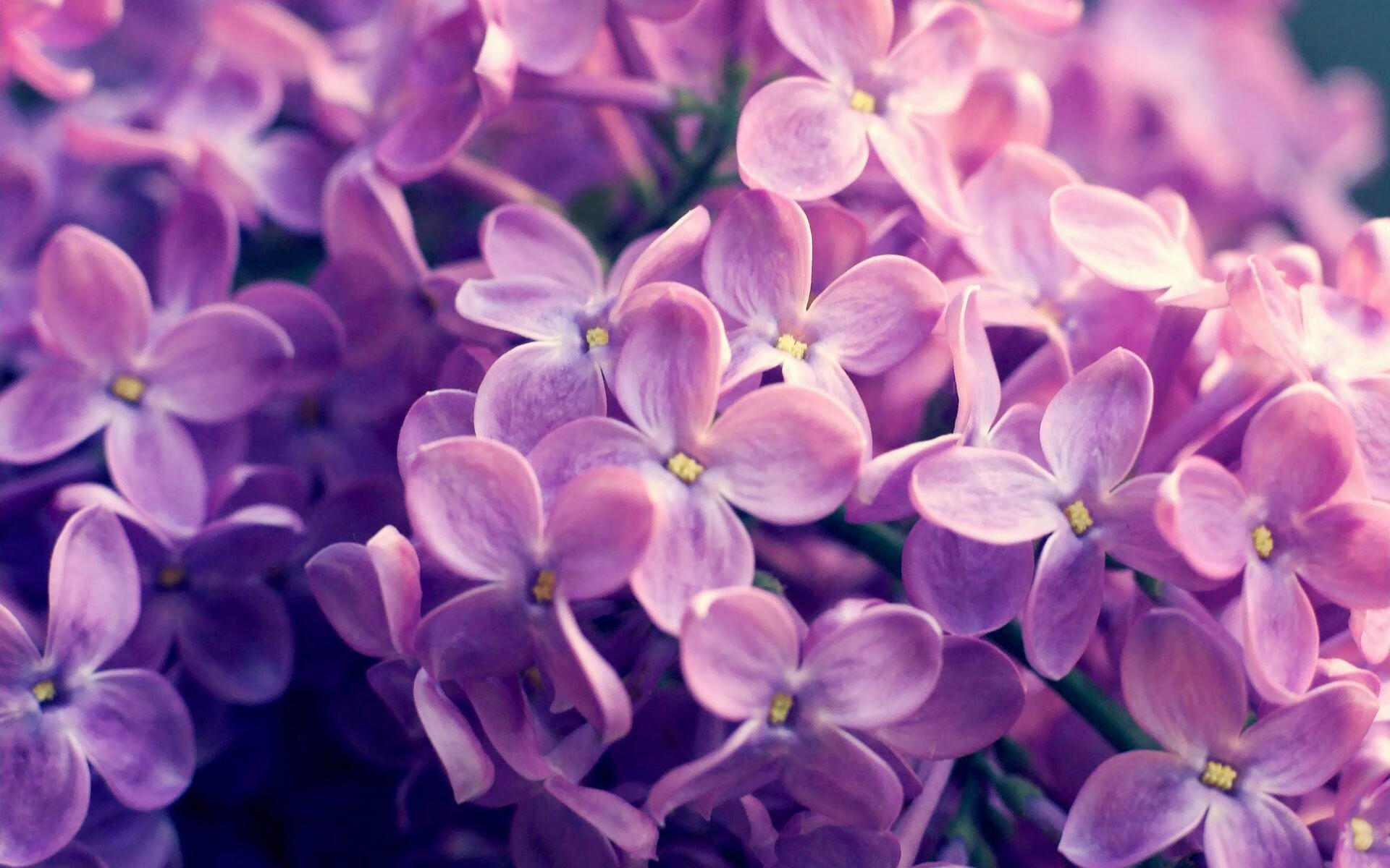 冰山下的对决，英格拉姆爆发映照湖人森林狼的生存本质