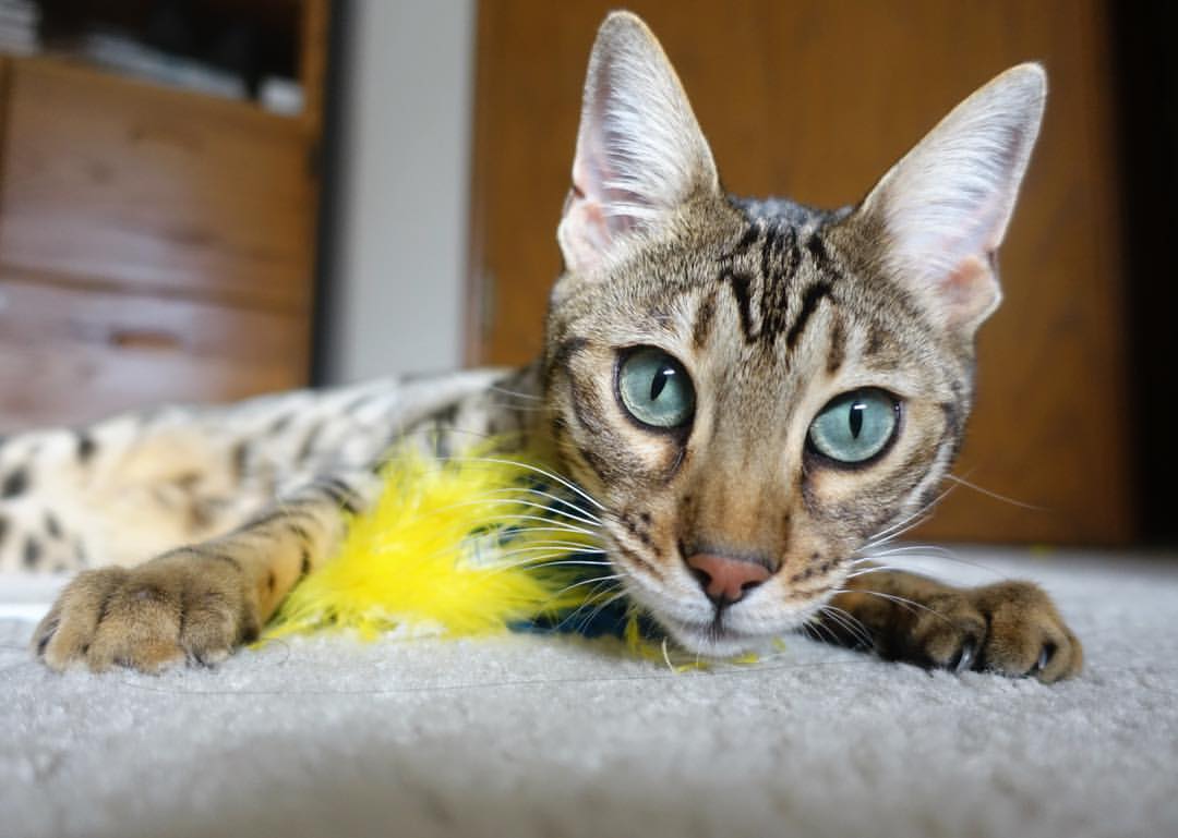 绝境苏神！金色獠牙撕裂红牛，葡萄牙体育的生死时速由他接管