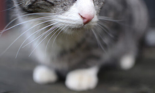 德罗赞，公牛心脏骤停之夜，森林狼的手术刀精准摘除唯一引擎