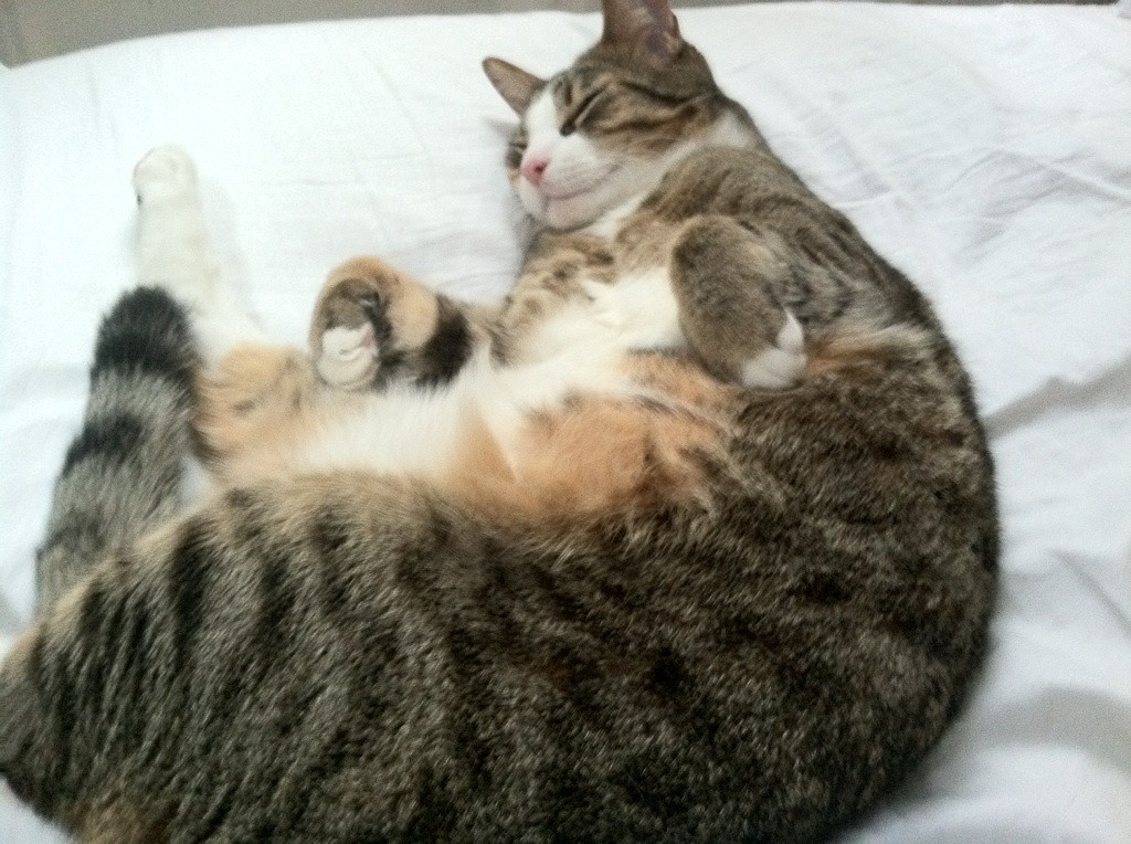 跨洋奇迹，深圳队麦迪逊广场制霸尼克斯，杰伦格林50分表演成教科书经典