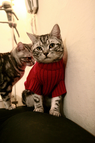 格纳布里，撕裂暗夜的那一道电光，让阿尔及利亚式铁血在欧陆绽放