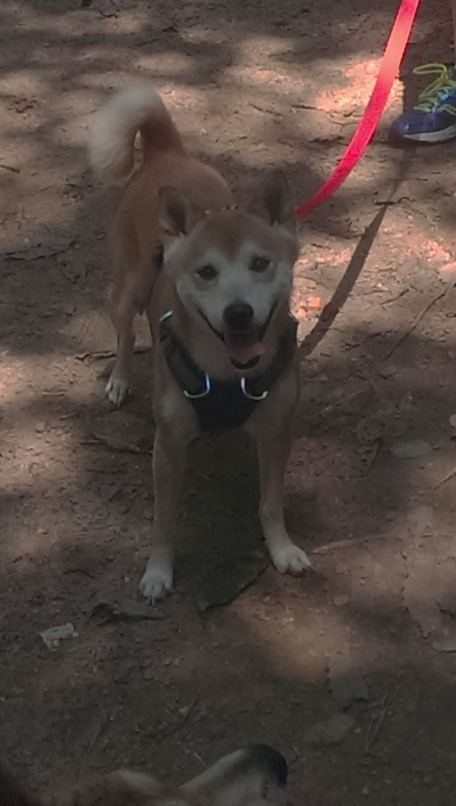 战争硝烟与绿茵权杖，当乌克兰铁血淘汰瑞士，加维已在欧冠加冕新神