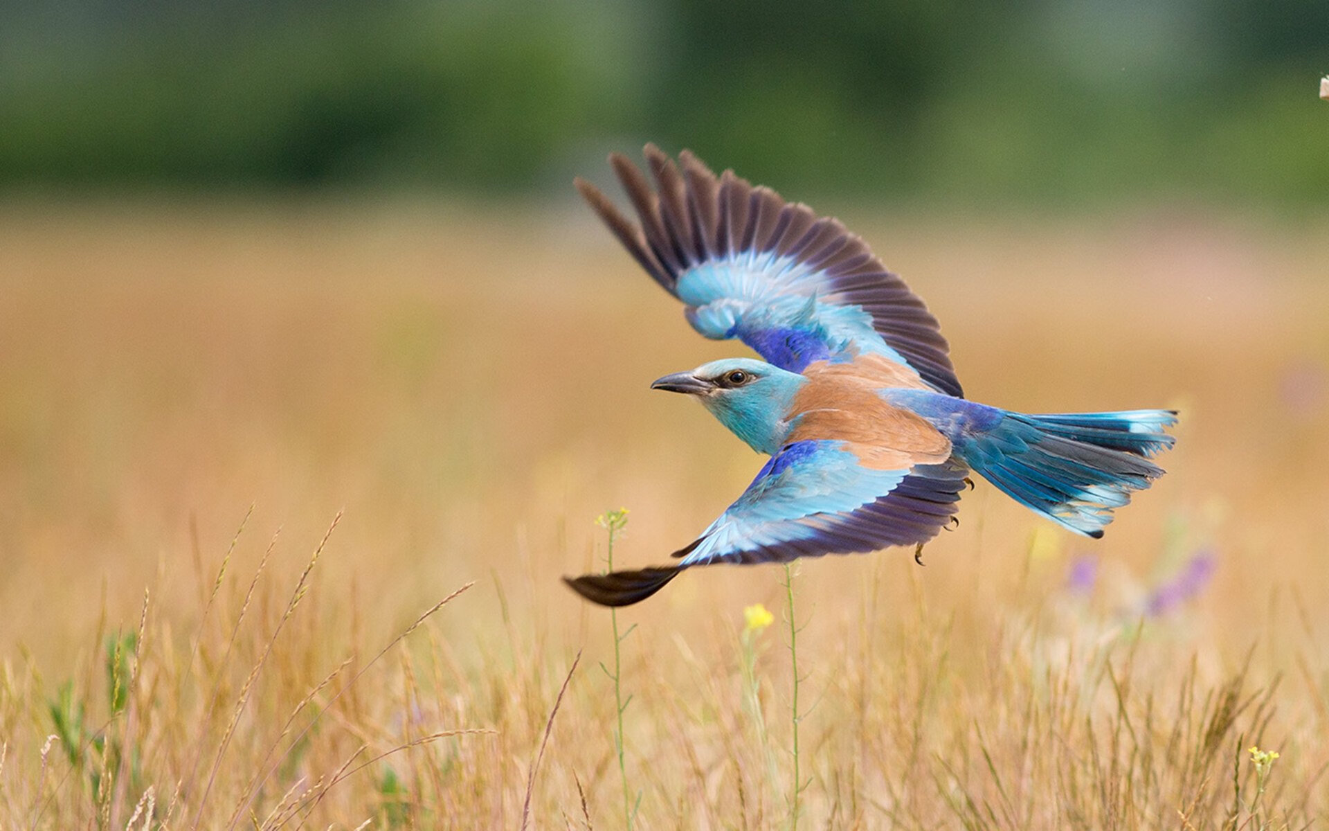 亚洲风暴撼动北境神话，广厦爆冷绿军，英格拉姆美加墨蓝图提前上演？