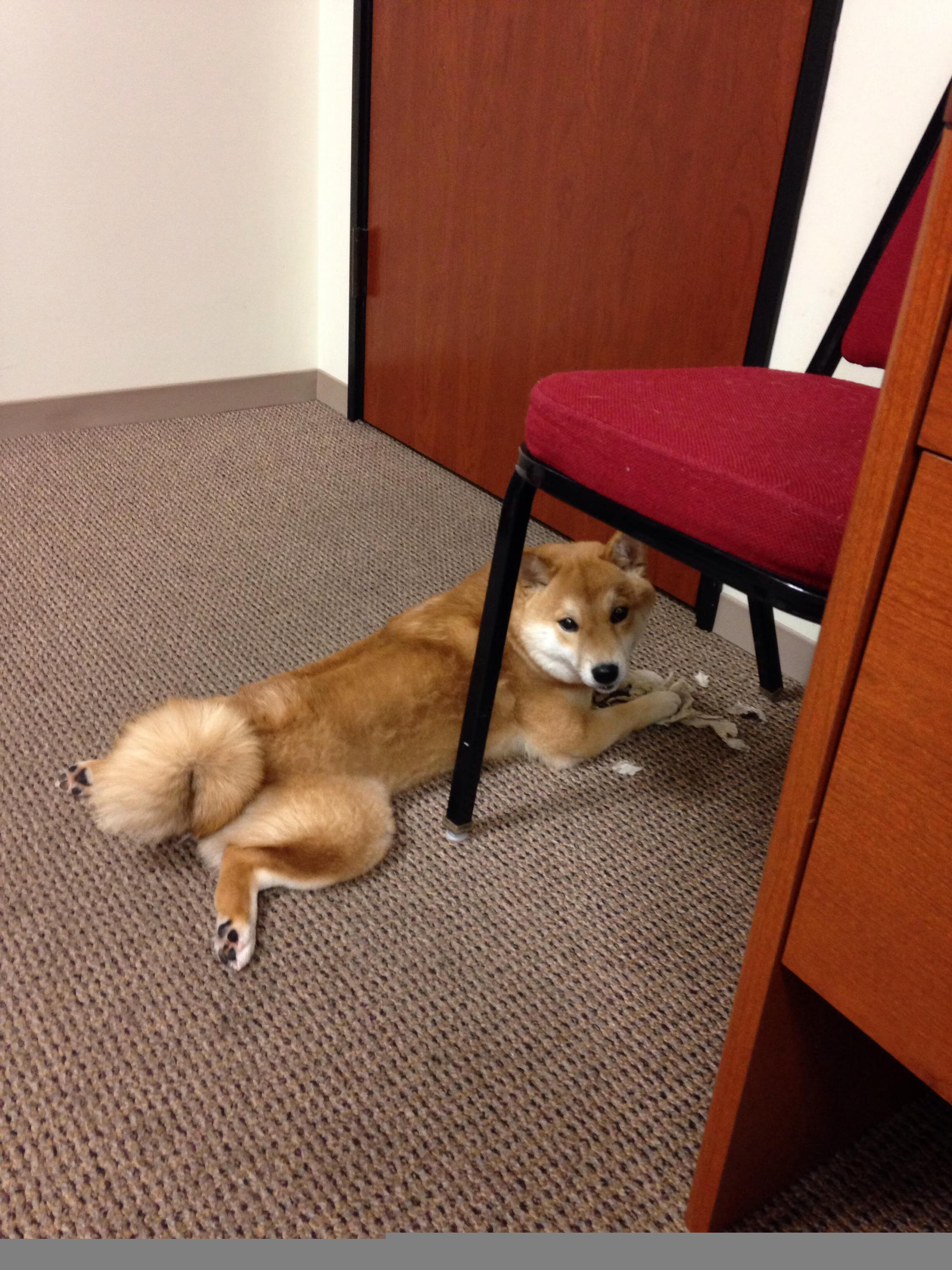 虚空之桥，当上海大鲨鱼游进东决战场