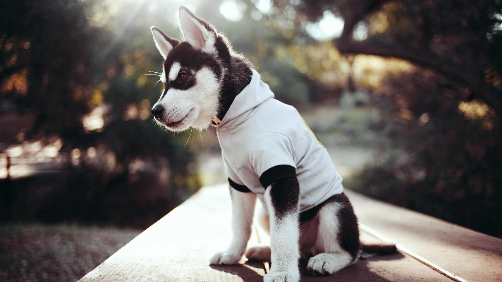 冰与火的交响，北欧坚韧与南美魔法的世界杯之夜