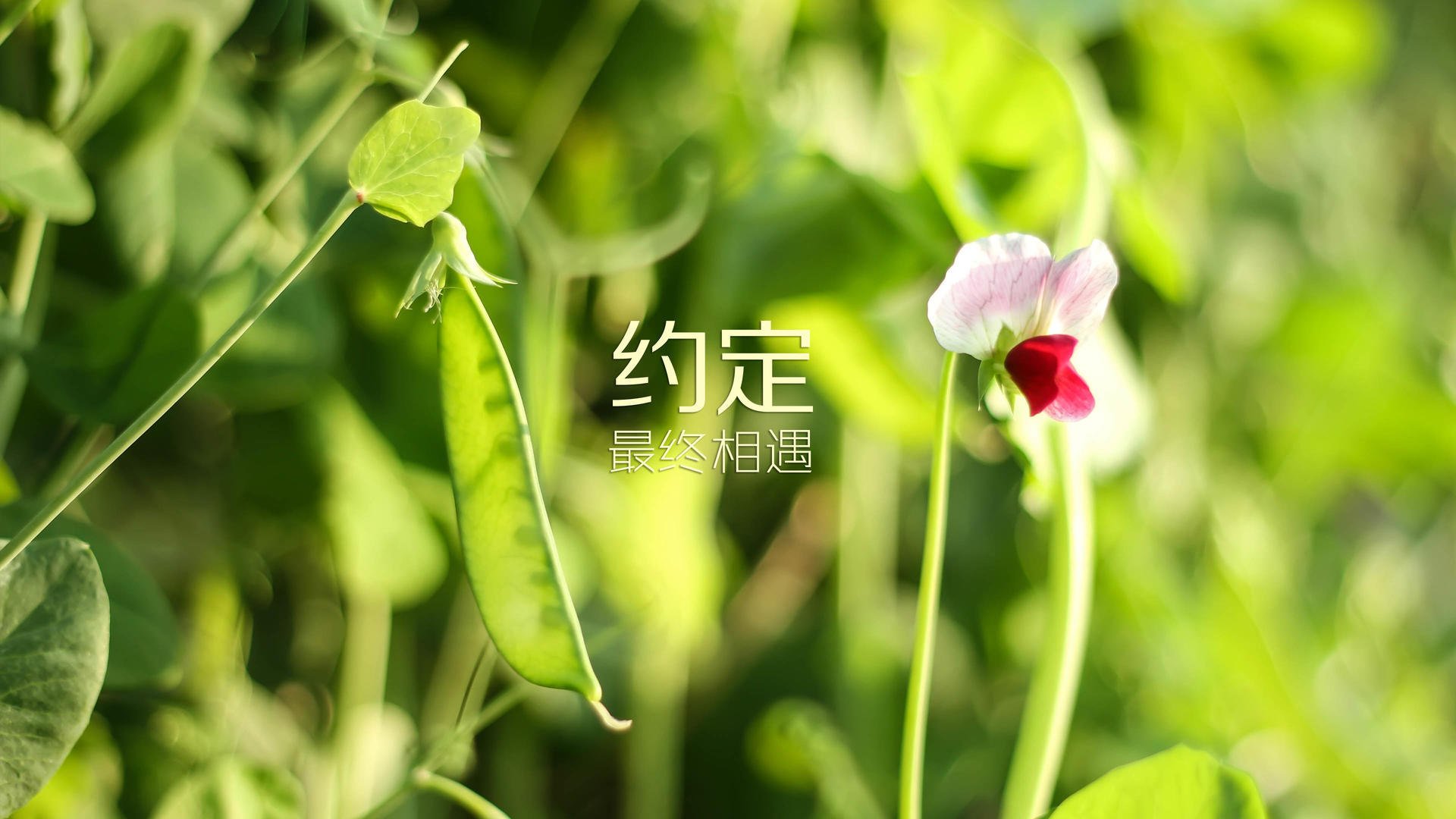 门神的孤城,2026世界杯F组,库尔图瓦的双手如何改写了德国与泰国之战的历史唯一性